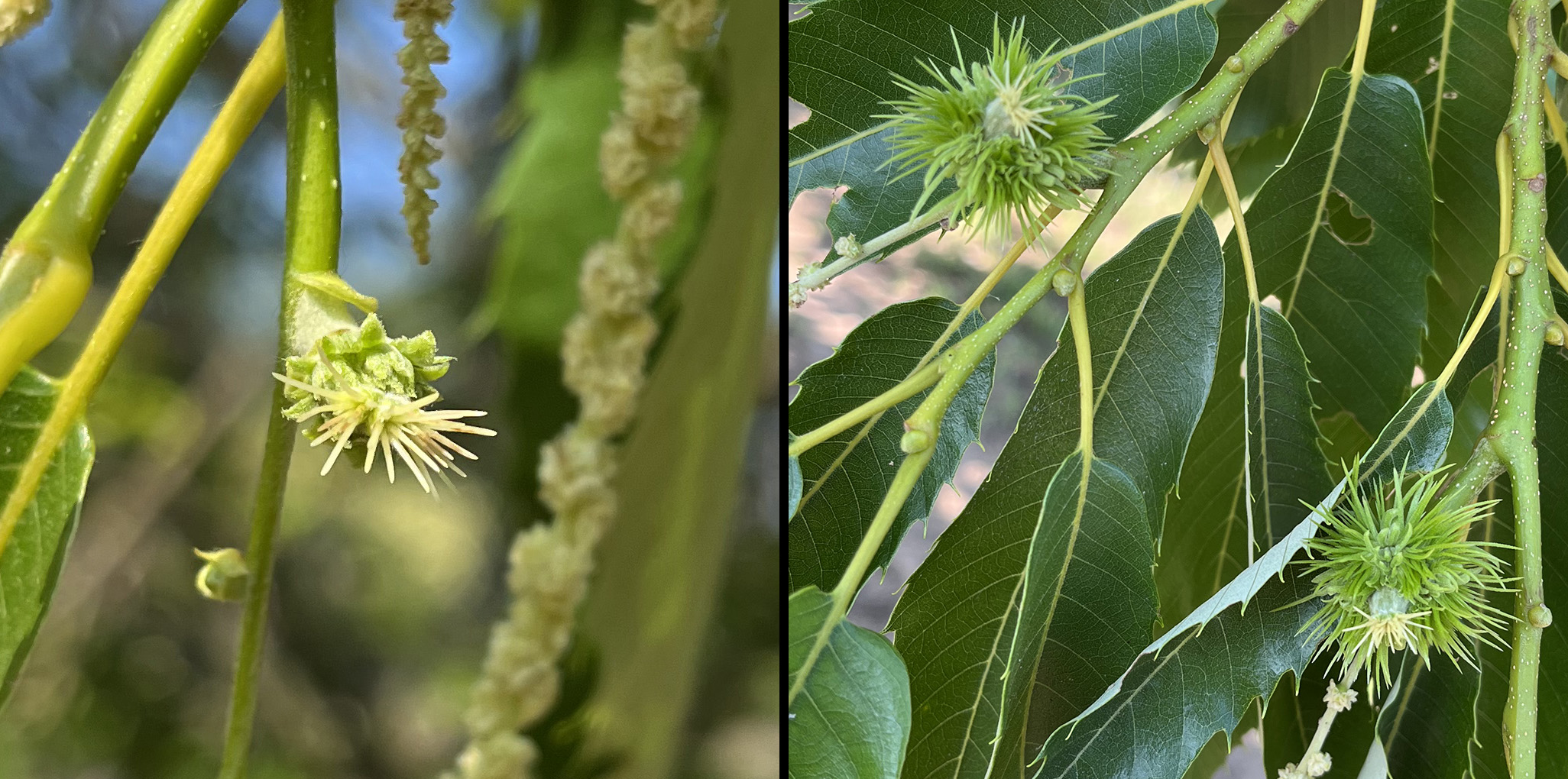 Chestnut blooms at different stages, the one on the left being earlier than the one on the right.